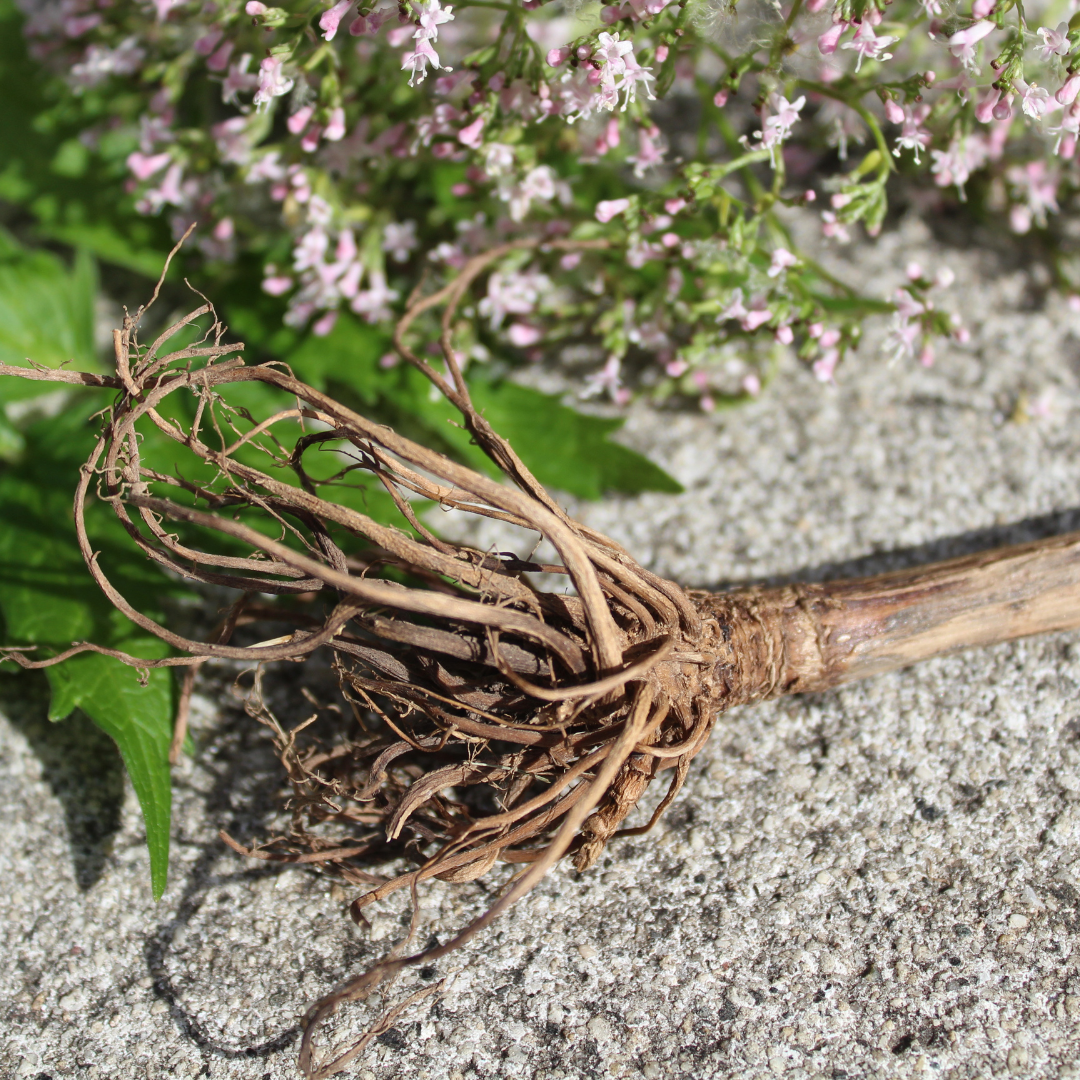 Valerian Root Tincture
