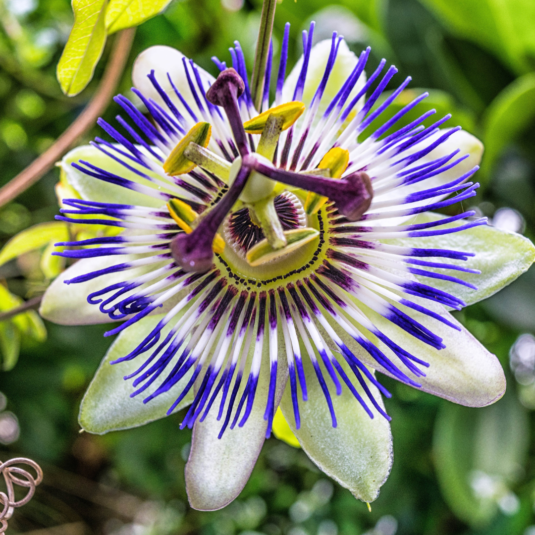 Passionflower Tincture