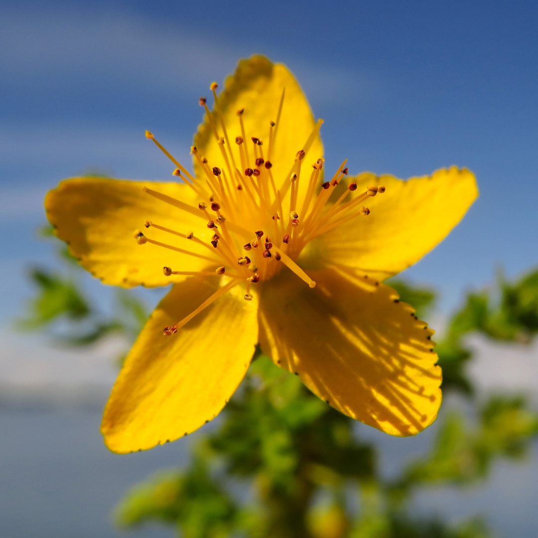 St John's Wort Tincture