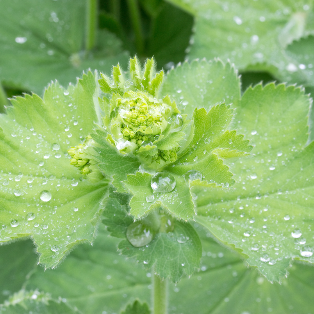 Lady's Mantle Tincture