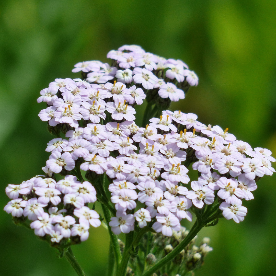 Yarrow Tincture