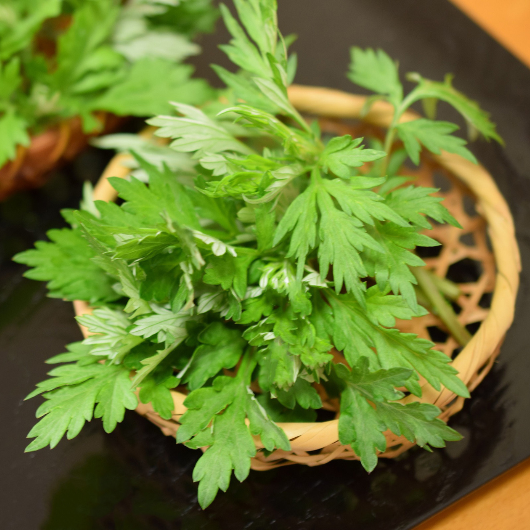 Mugwort Tincture