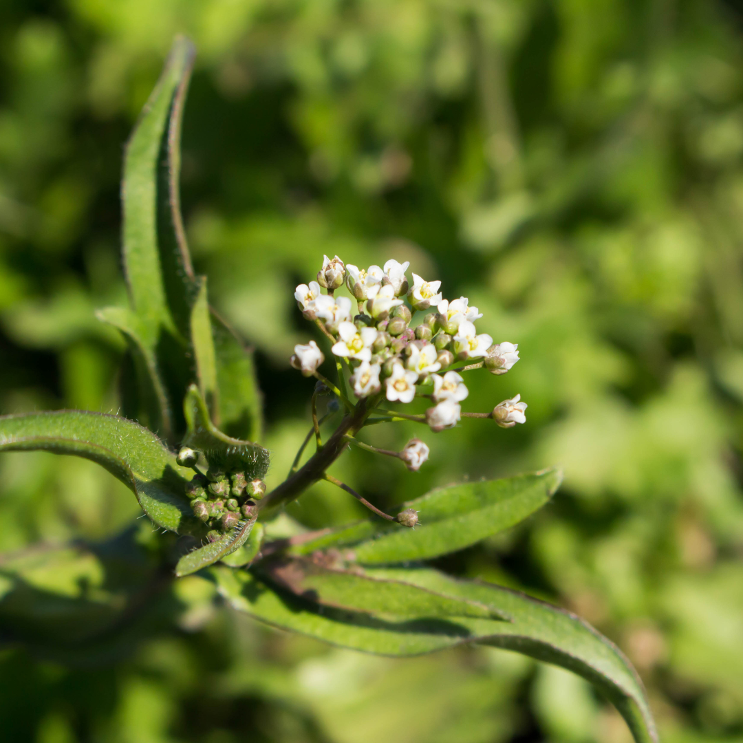 Shepherd's Purse Tincture