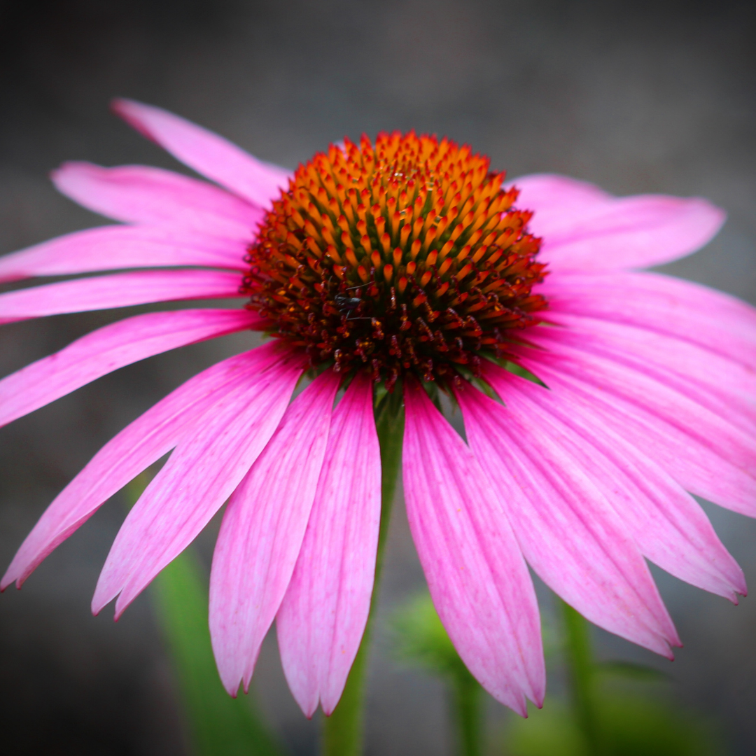 Echinacea Tincture