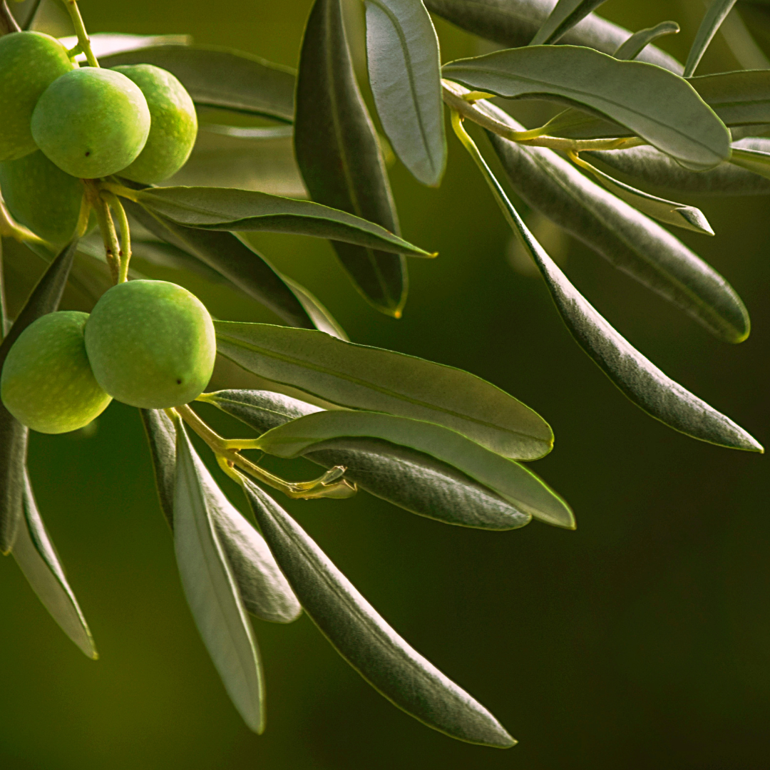 Olive Leaf Tincture