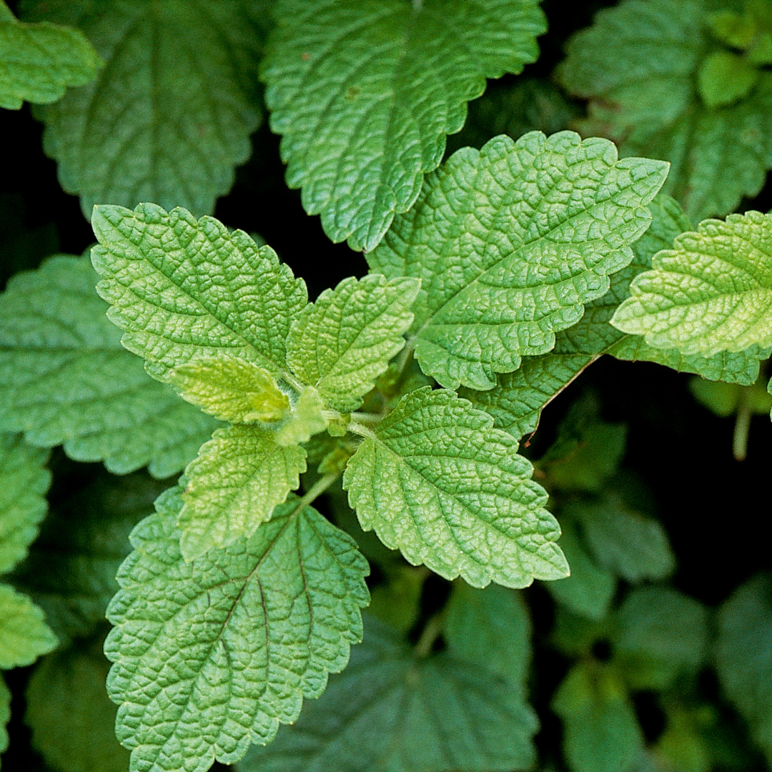 Lemon Balm Tincture
