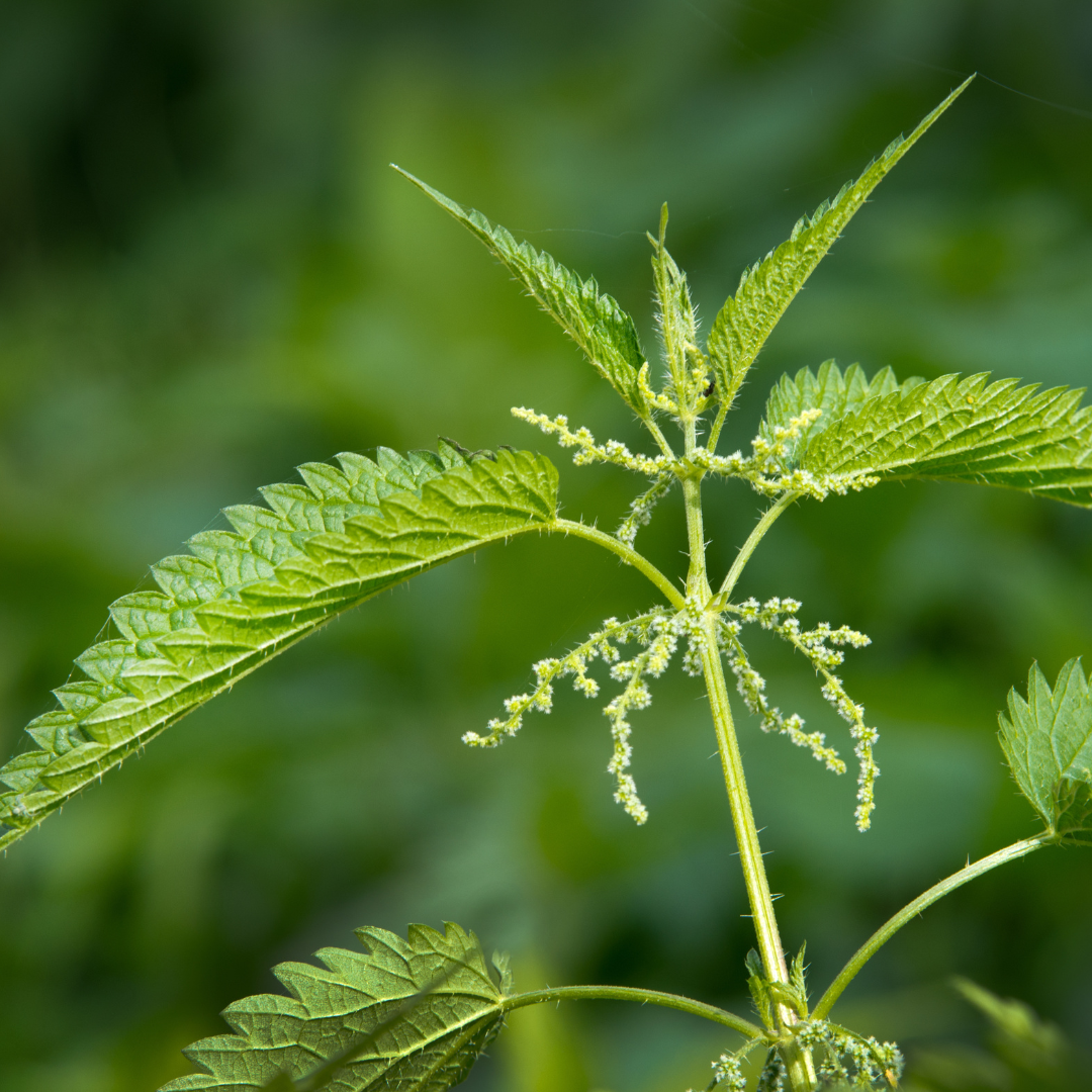 Nettle Tincture