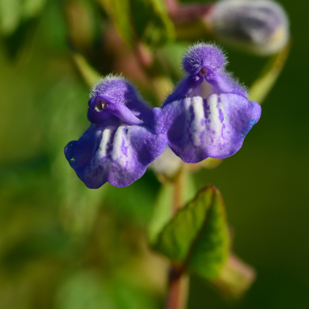 Skullcap Tincture