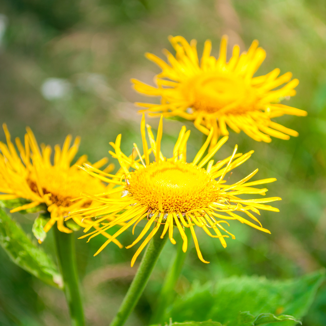 Elecampane Tincture