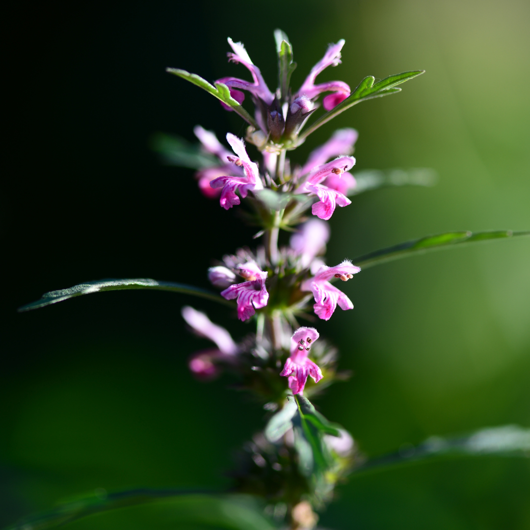 Motherwort Tincture