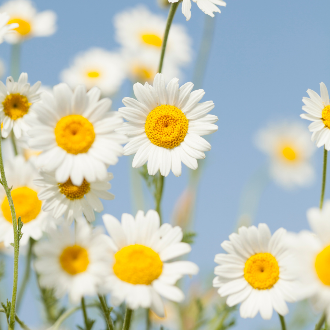 Chamomile Tincture