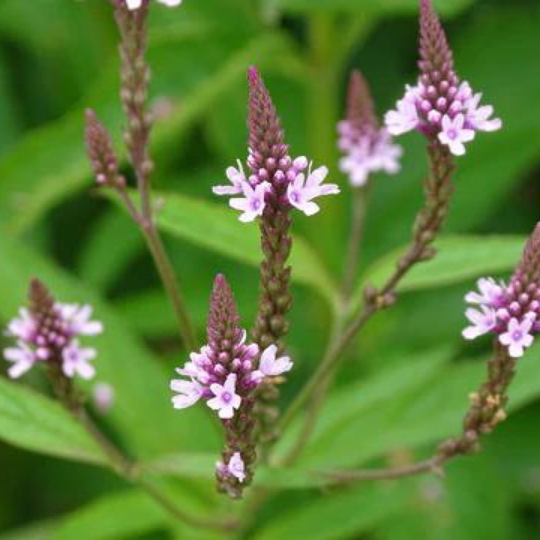 Vervain Tincture